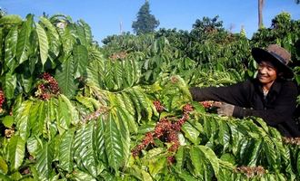 Coffee plantation, Buon Me Thuot, Vietnam