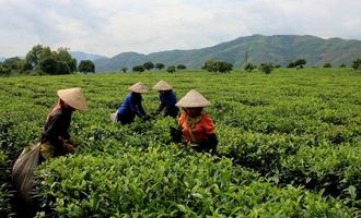 moc chau, vietnam