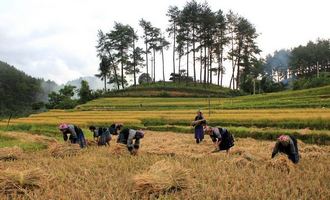 Locals harvesting rice in Tu Le, Yen Bai, Vietnam