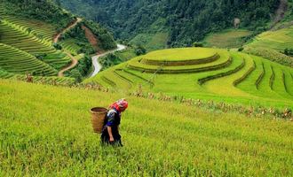rice terraces in mu cang chai, vietnam