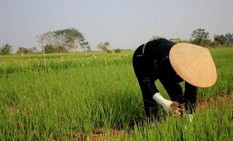 Countryside, Vietnam