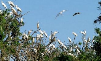 stork island, red river delta, vietnam