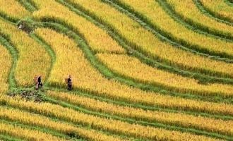 hill tribe market, sapa, vietnam