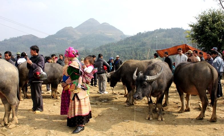 a woman is leading her buffalos to the market for sale