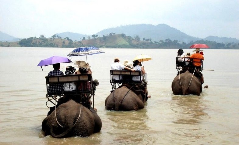 Vietnam stops elephant riding activities in Daklak