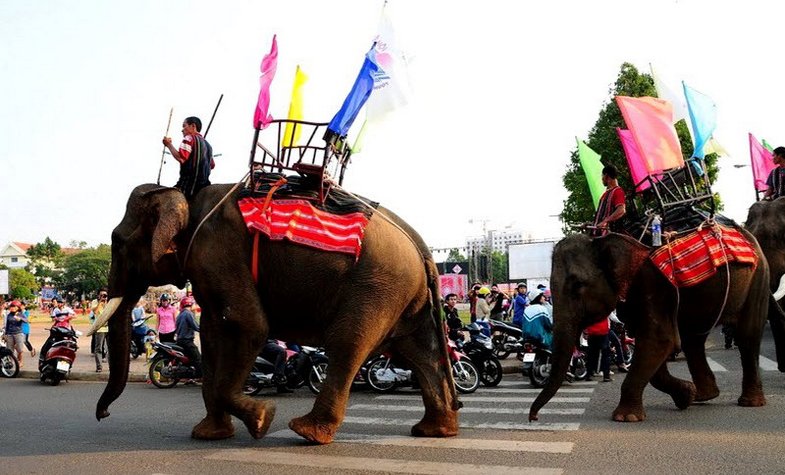 Vietnam stops elephant riding activities in Daklak