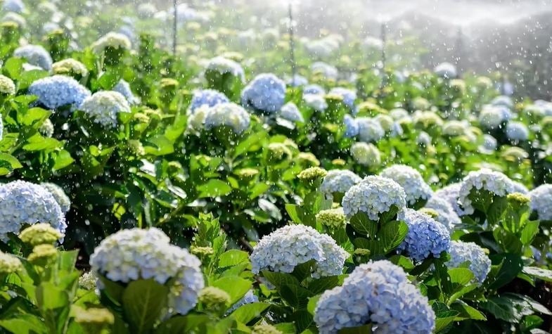 Da Lat Tour Package: Your Flower City Escape