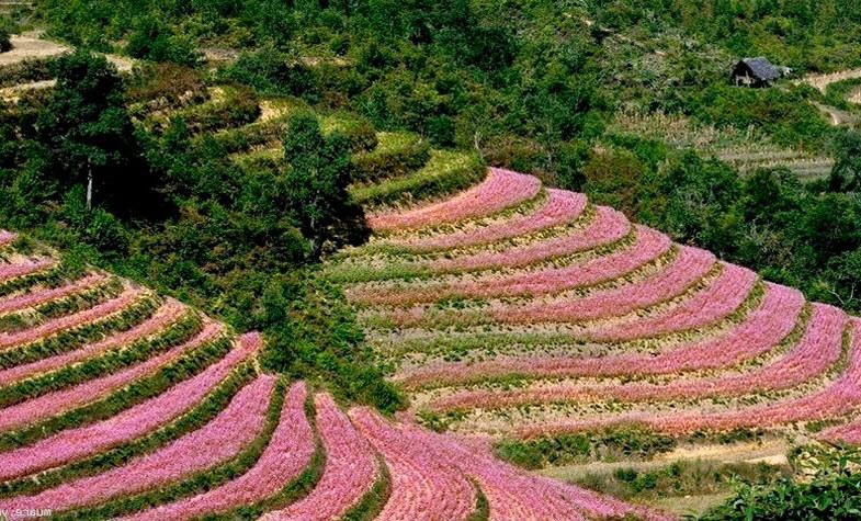 ha giang