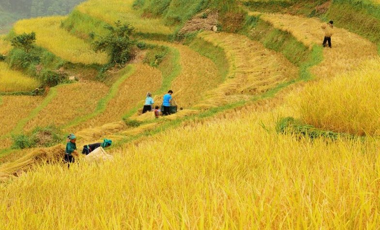 Hoang Su Phi rice terrace fields