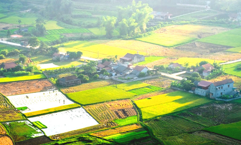 Bac Son rice fields