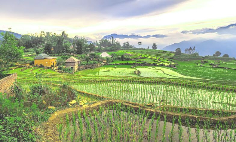 Y Ty rice terrace fields