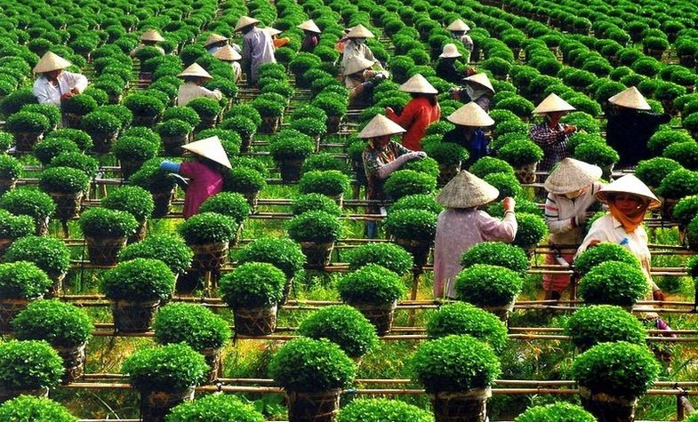 Mekong Delta - the rice bowl of Vietnam