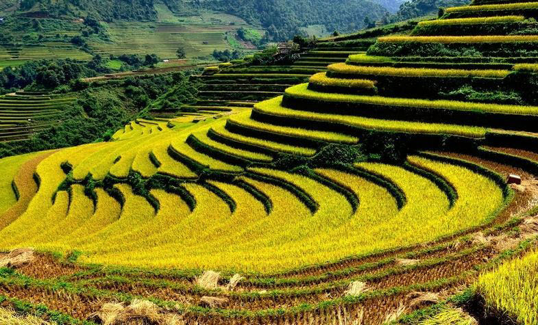 Terraced fields in Mu Cang Chai