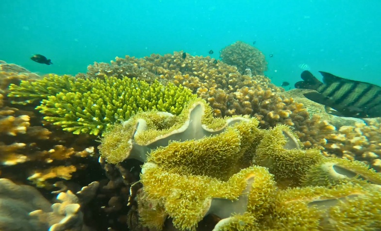 The Best Time for Scuba Diving in Phu Quoc