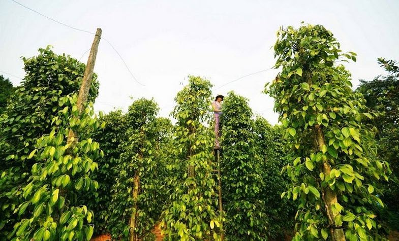 Phu Quoc pepper farm