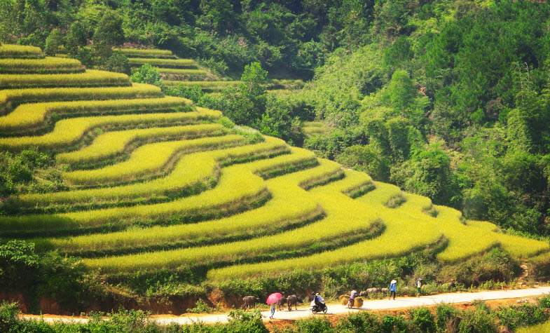 Terraced fields in Binh Lieu