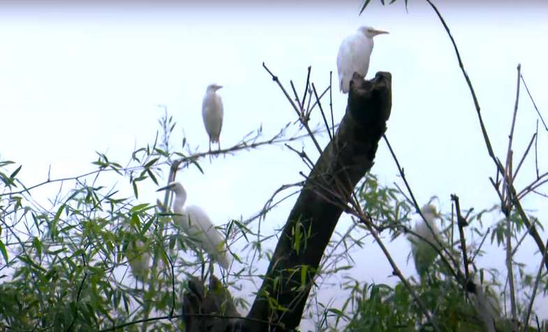 Stork Island, Hai Duong