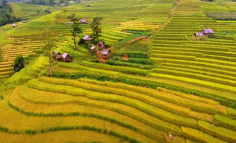 Rice fields in Nghia Lo