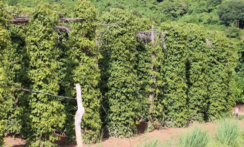 the pepper farms of Kampot Cambodia