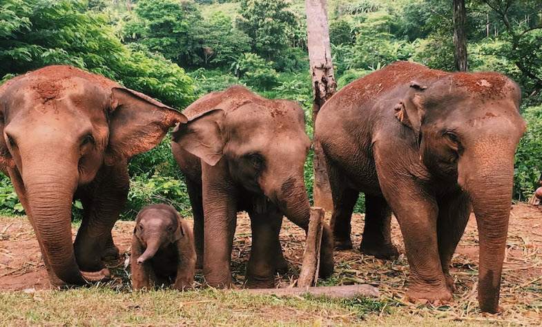 Elephant nature park – Chiang Mai