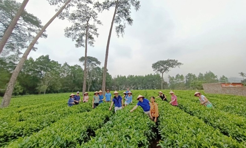 Hanoi day tour Bavi tea farm, Vietnam