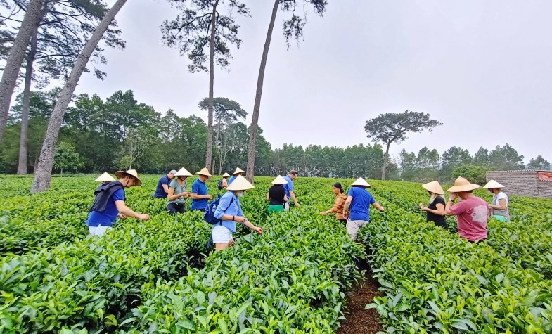 Hanoi day tour Harvesting tea leaves in Bavi, Vietnam