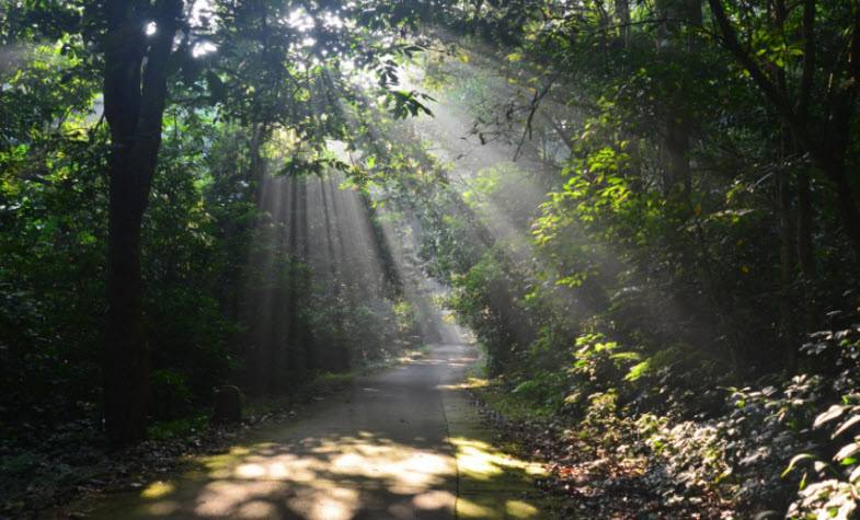 Things to do in Ninh Binh - Cuc Phuong National Park