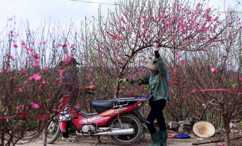 Tet festival-Vietnamese new year-What you should know